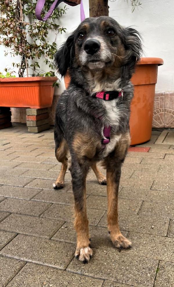 LILY DOLCISSIMA CAGNOLINA Foto 2